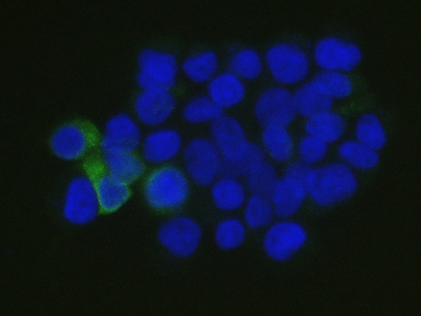 Elab Fluor® 488-conjugated Flag Tag Monoclonal Antibody (AN00299L)