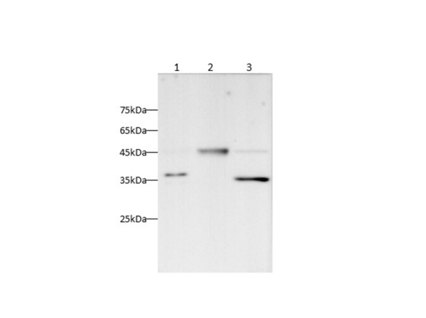 Caspase-9 Monoclonal Antibody (AN007230L)