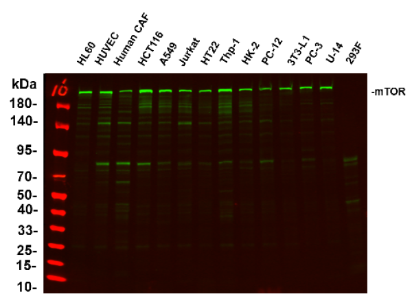 Recombinant mTOR Monoclonal Antibody (AN301363L)