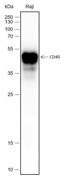 Recombinant CD40 Monoclonal Antibody (AN301709L)