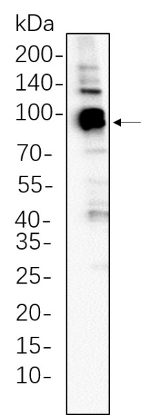 Recombinant STAT5A Monoclonal Antibody (AN300727L)