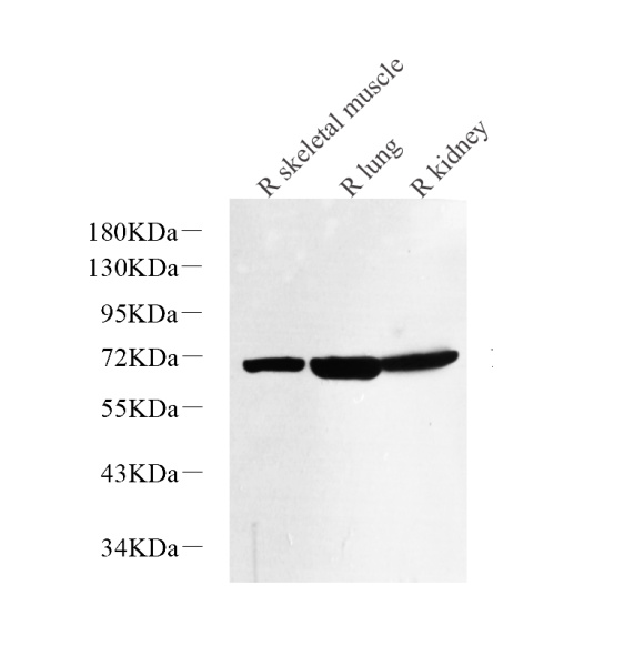 NOX4 Polyclonal Antibody (E-AB-70215)