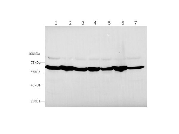 HSPA9 Polyclonal Antibody (D-AB-10169L)