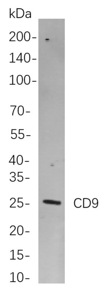 Recombinant CD9 Monoclonal Antibody (AN300861L)