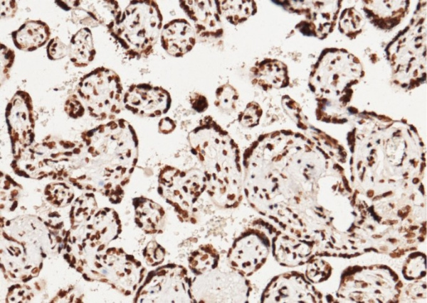 CCNE1/Cyclin-E1 Monoclonal Antibody (AN200193P)