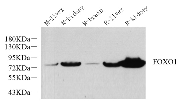 FOXO1 Polyclonal Antibody (E-AB-70143)