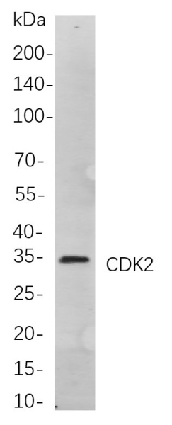 Recombinant CDK2 Monoclonal Antibody (AN300997L)