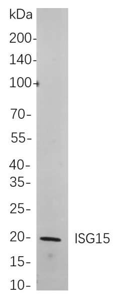 Recombinant ISG15 Monoclonal Antibody (AN300991L)