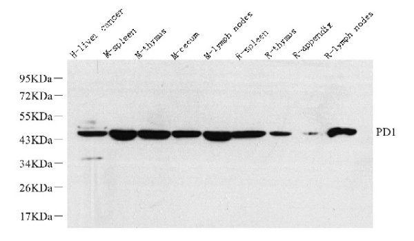 PD-1/CD279 Polyclonal Antibody (E-AB-70311)