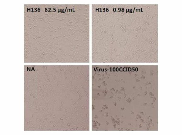 Anti-Enterovirus 71 VP1 Neutralizing Antibody (E-AB-V1081)