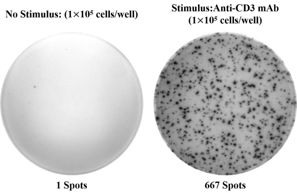 Human IL-4 (Interleukin 4) ELISPOT Kit (ESP-H0007)