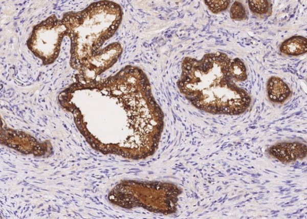 SIAE/sialate O-acetylesterase Monoclonal Antibody (AN200136P)