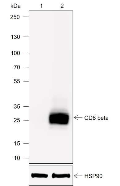 Recombinant CD8 beta Monoclonal Antibody (AN301982L)
