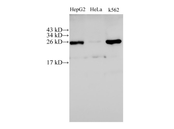 C21orf33 Polyclonal Antibody (E-AB-40189)