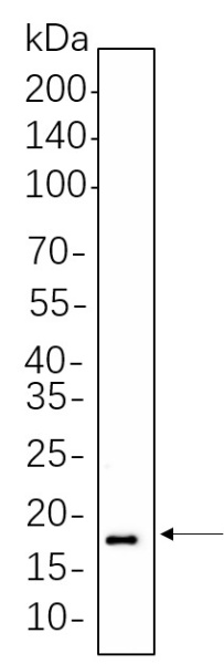 Recombinant Histone H3 (Di Methyl Lys27) Monoclonal Antibody (AN301316L)