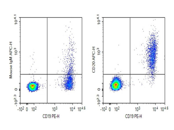 Purified Anti-Human FMC7 Antibody[FMC7] (AN011320P)