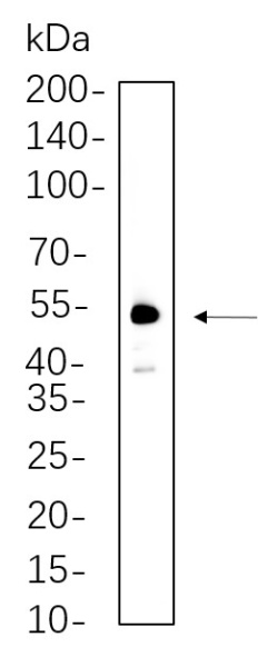 Recombinant XIAP Monoclonal Antibody (AN300702L)