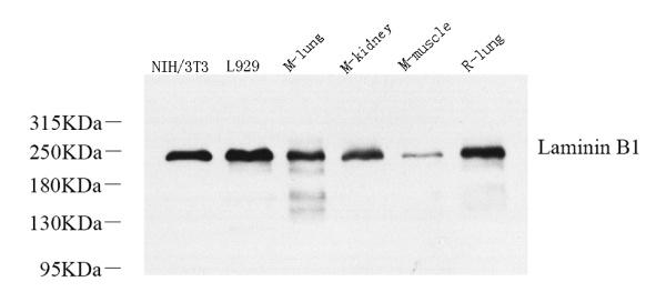 Laminin beta1 Polyclonal Antibody (E-AB-70329)