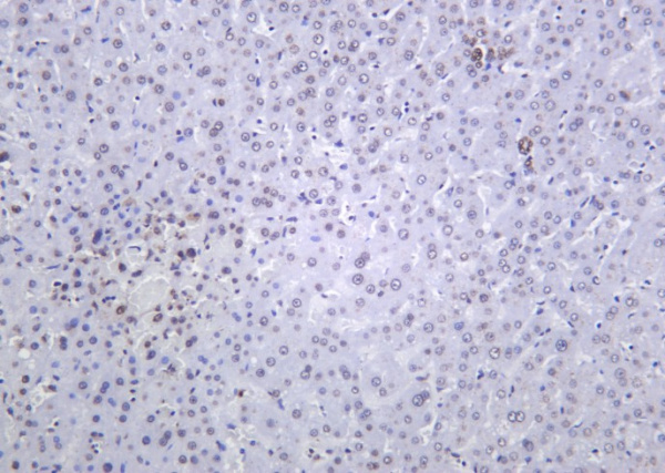 Recombinant Histone H4 (Tri Methyl Lys20) Monoclonal Antibody (AN301400L)