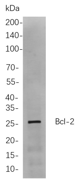 Recombinant Bcl-2 Monoclonal Antibody (AN300885L)