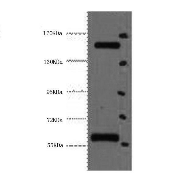 CD45 Monoclonal Antibody (E-AB-22009)
