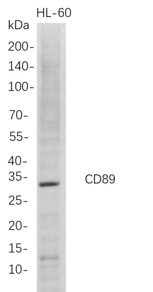 Recombinant CD89 Monoclonal Antibody (AN300744L)