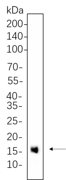 Recombinant Histone H3 (Mono Methyl Lys4) Monoclonal Antibody (AN300657L)