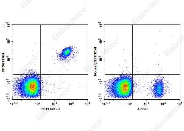 FITC Anti-Human CD268 Antibody[11C1] (AN00316C)