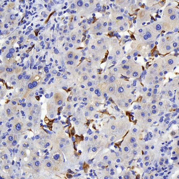 Connexin-40 Polyclonal Antibody (E-AB-70357)