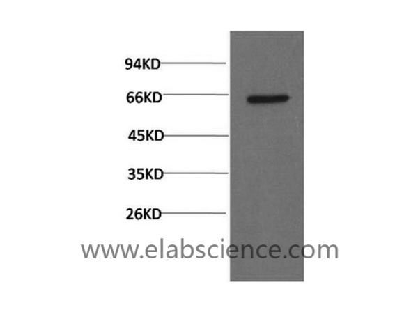 AKT1 Monoclonal Antibody (E-AB-22210)