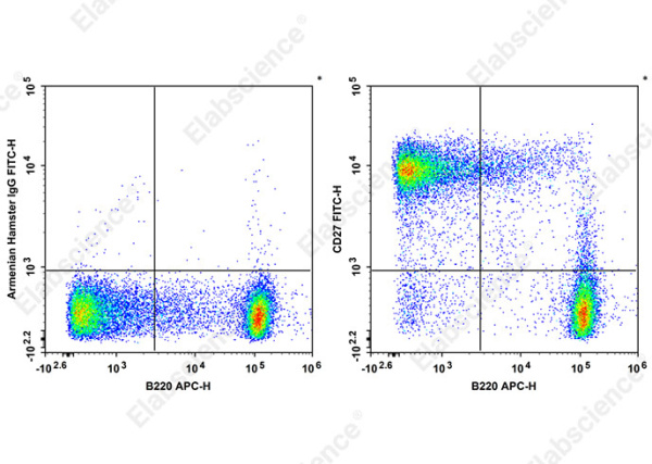 FITC Anti-Mouse CD27 Antibody[LG.3A10] (AN00322C)