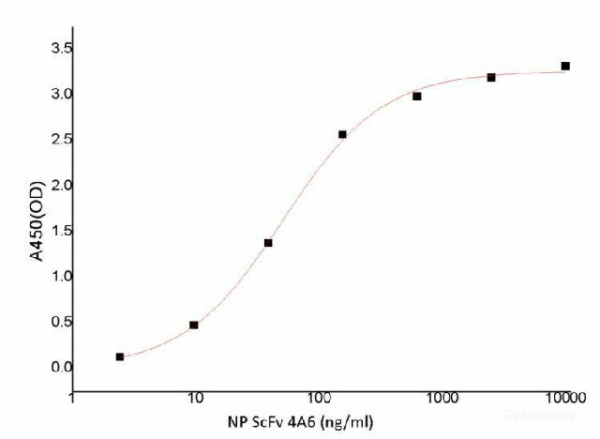 SARS-COV-2 NP ScFv Monoclonal Antibody(2019-nCoV) (E-AB-V1012)