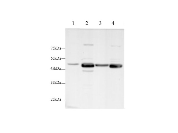 LUM Polyclonal Antibody (D-AB-10181L)