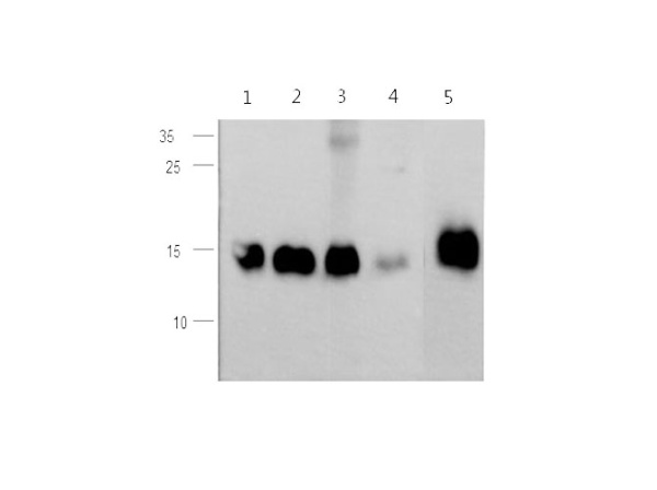 CST3 Polyclonal Antibody (D-AB-10163L)