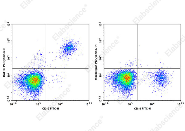 PE/Cyanine7 Anti-Human BAFFR Antibody[7H12] (AN00656H)