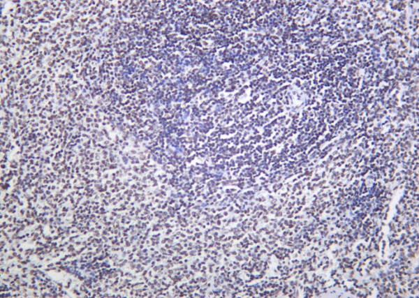Recombinant Phospho-Rpb1 (Ser2) Monoclonal Antibody (AN301399L)