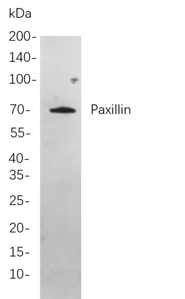 Recombinant Paxillin Monoclonal Antibody (AN300934L)