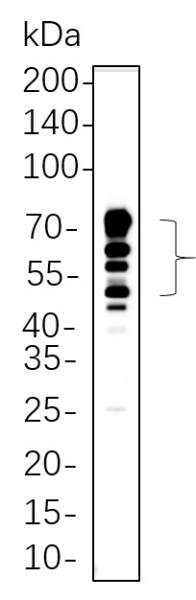 Recombinant CD63 Monoclonal Antibody (AN300839L)