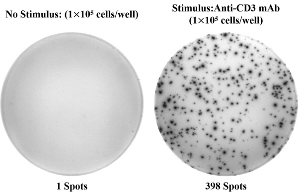 Human IL-17A (Interleukin 17A) ELISPOT Kit (ESP-H0004)