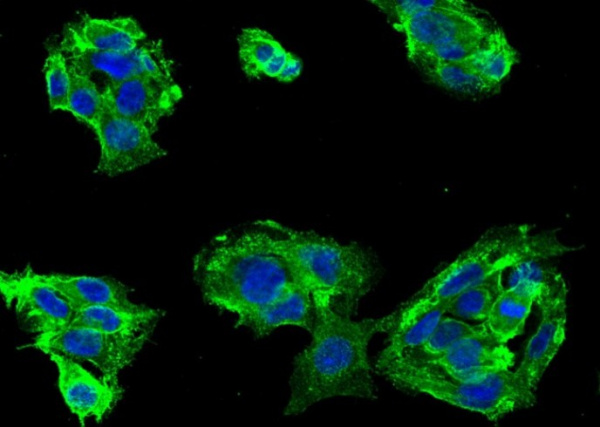 Recombinant CD46 Monoclonal Antibody (AN300250P)
