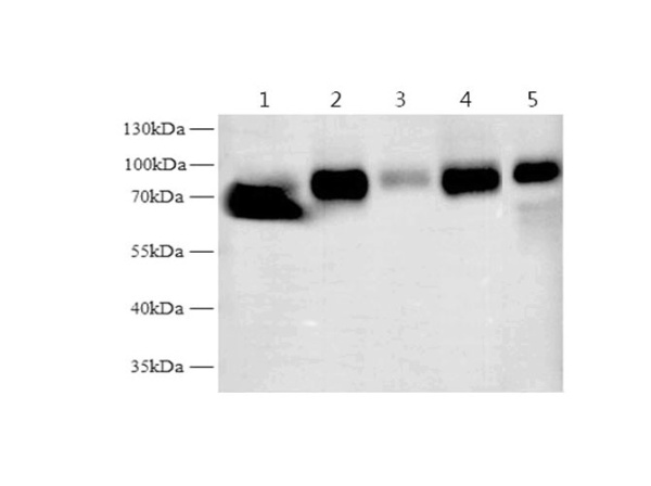 Tf Polyclonal Antibody (D-AB-10115L)