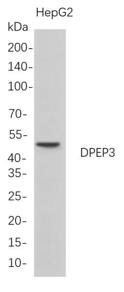 Recombinant DPEP3 Monoclonal Antibody (AN300753L)