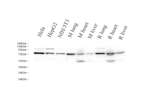 LMNA Polyclonal Antibody (E-AB-70326)