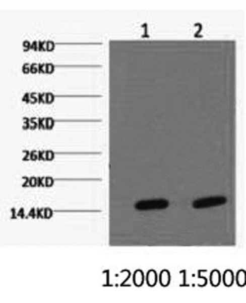 COX4I1 Monoclonal Antibody (E-AB-22002)