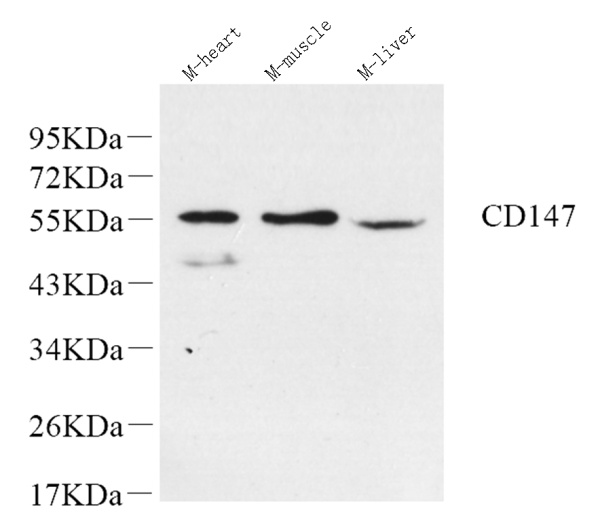 BSG Polyclonal Antibody (E-AB-70270)