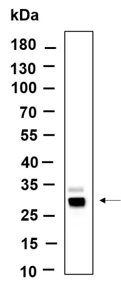 Recombinant Azurocidin Monoclonal Antibody (AN301240L)