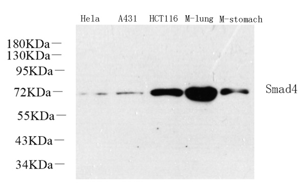 SMAD4 Polyclonal Antibody (E-AB-70073)