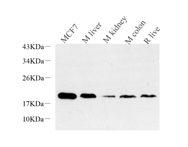 Histone H2A.X Polyclonal Antibody (E-AB-70233)