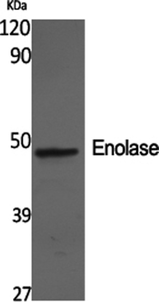 ENO2 Polyclonal Antibody (E-AB-31325)