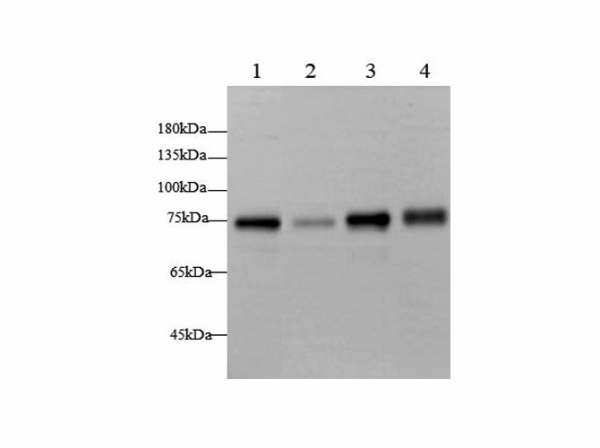 BAG3 Polyclonal Antibody (E-AB-40660)
